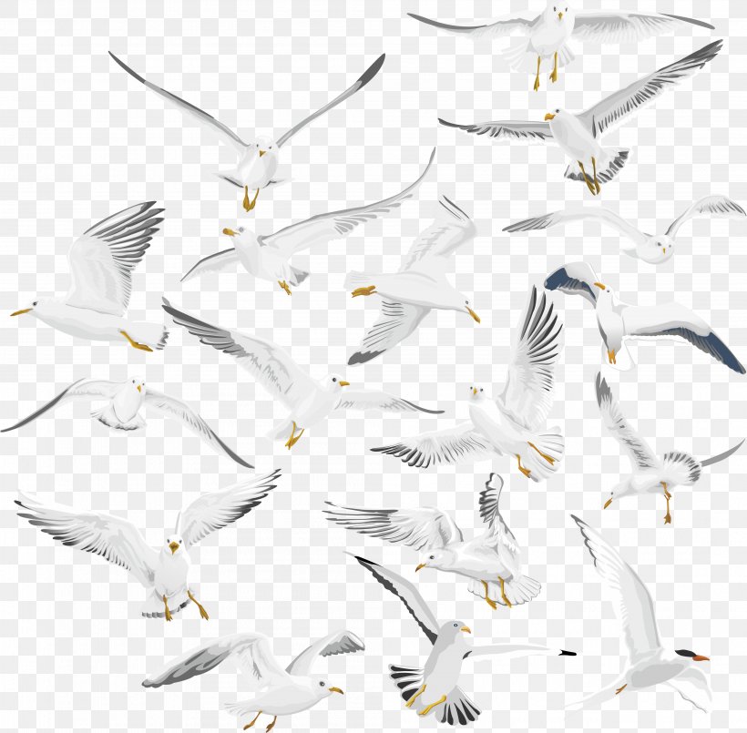 European Herring Gull Bird Migration Nazareth Gulls, PNG, 3987x3918px, European Herring Gull, American Herring Gull, Animal Migration, Beak, Bird Download Free