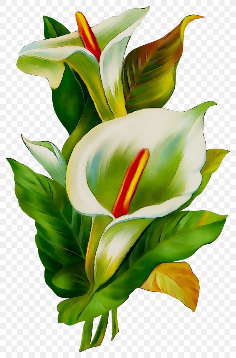 IMessage Floral Design Sticker GIF IOS, PNG, 1321x2000px, Imessage, Alismatales, Android, Animation, Anthurium Download Free