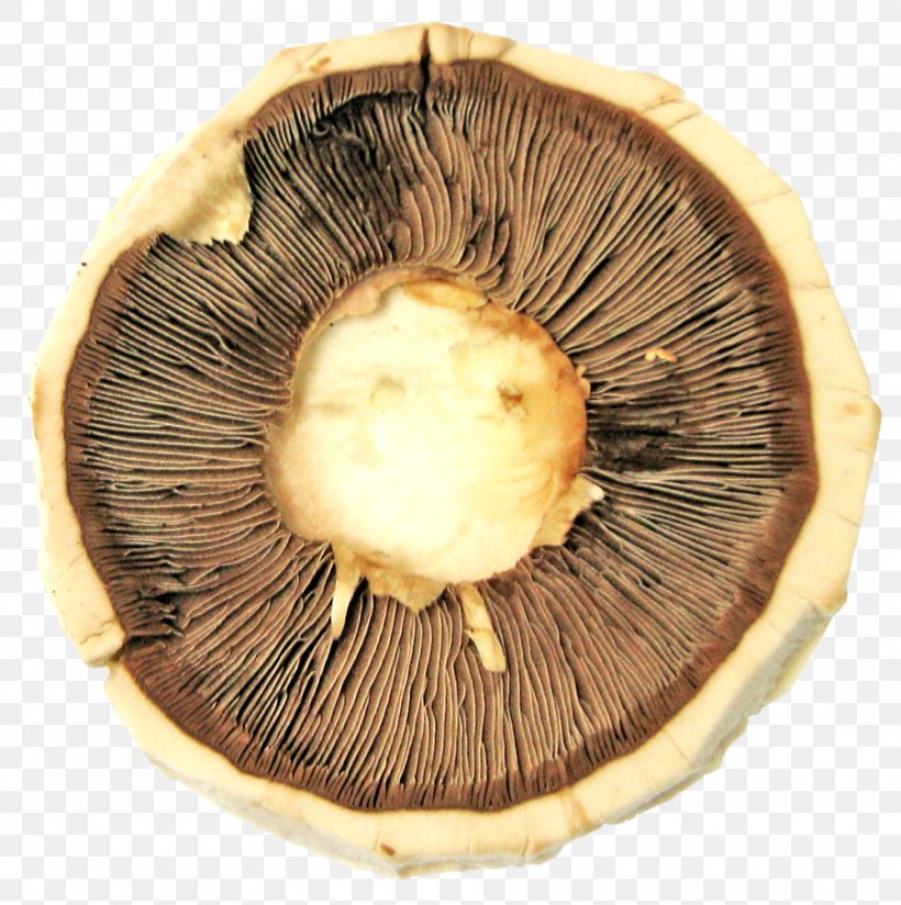 Mushroom Cloud, PNG, 1000x1005px, Organic Food, Agaricaceae, Drying, Edible Mushroom, Food Download Free