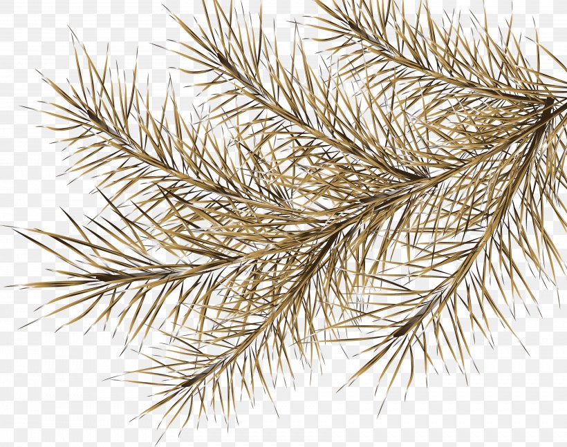Spruce Digital Image Tree Clip Art, PNG, 3526x2785px, Spruce, Branch, Conifer, Conifers, Digital Image Download Free
