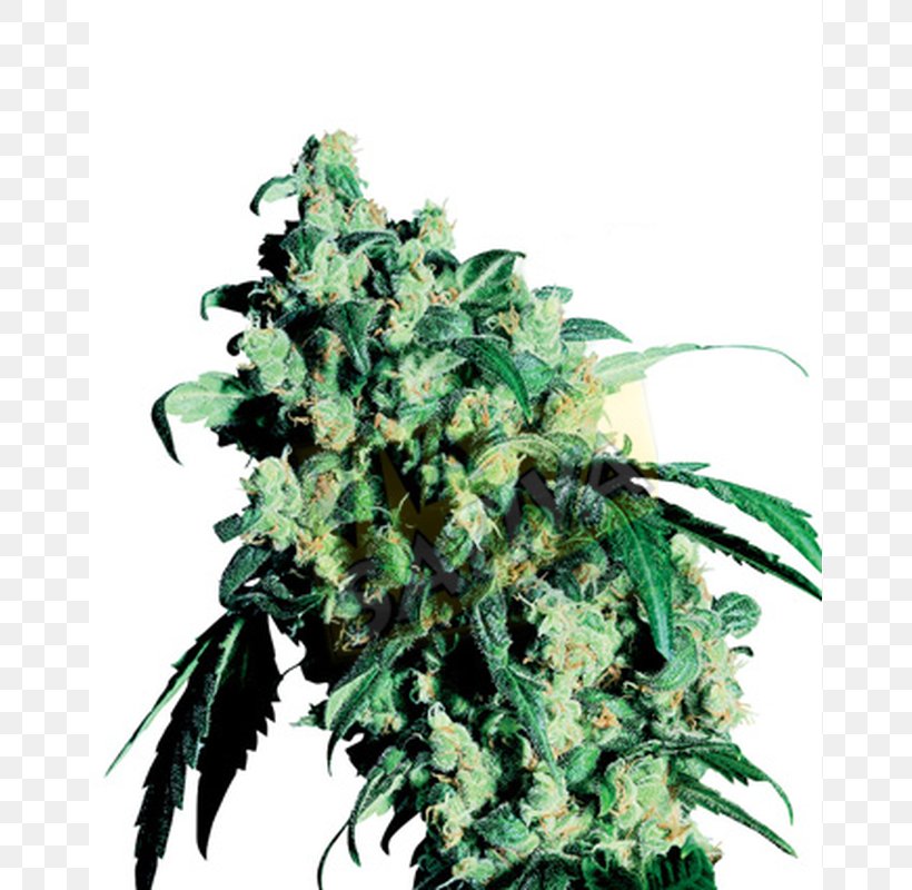 Cannabis Cup Skunk Sensi Seeds, PNG, 800x800px, Cannabis Cup, Autoflowering Cannabis, Cannabis, Cannabis Sativa, Grow Shop Download Free