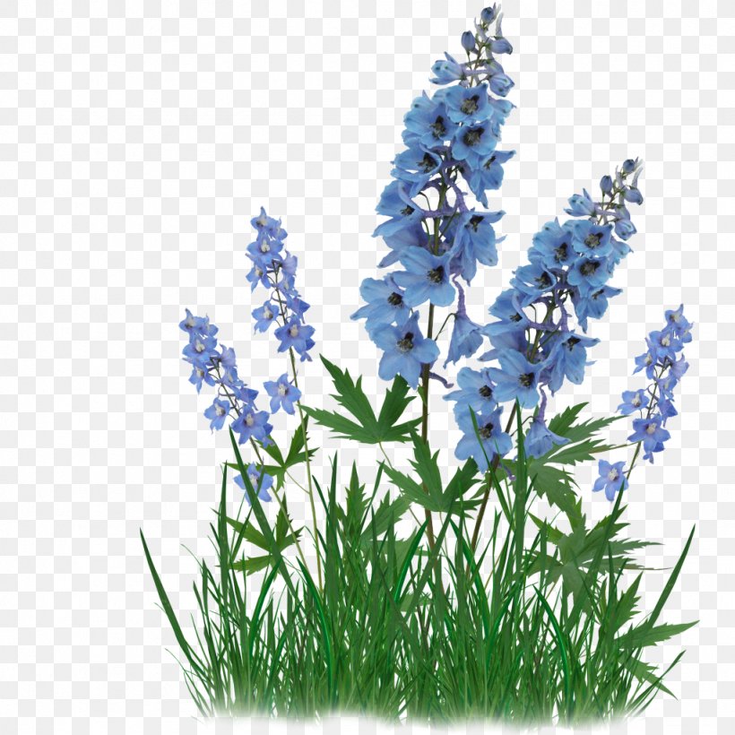 Flower Raceme Name Day, PNG, 1024x1024px, Flower, Bluebonnet, Computer Cluster, Day, Delphinium Download Free