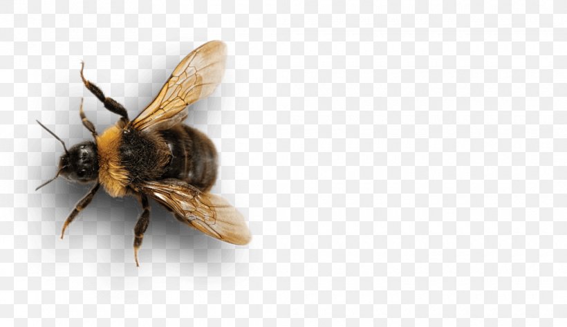 Honey Bee Insect Bumblebee Pollinator, PNG, 1040x600px, Bee, Arthropod, Bumblebee, Company, Eag Download Free
