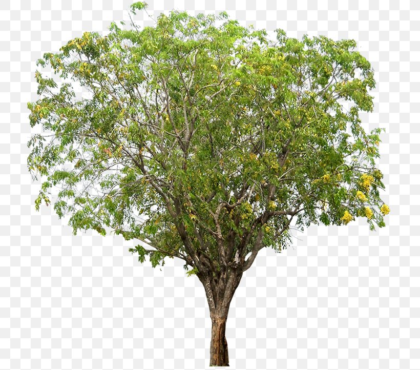 Narra Tree Dalbergieae Woody Plant, PNG, 713x722px, Narra, Arecaceae, Branch, Dalbergieae, Faboideae Download Free