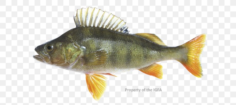 Northern Pike Yellow Perch European Perch Zander Fish, PNG, 720x367px, Northern Pike, Barramundi, Bony Fish, Common Rudd, Dorsal Fin Download Free