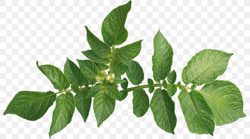 Plant Leaves Leaf, PNG, 800x457px, 2d Computer Graphics, Plant Leaves, Alpha Channel, Basil, Computer Graphics Download Free