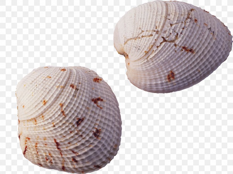 Tianping Mountain Seashell Conch, PNG, 1359x1012px, Seashell, Cap, Conch, Hat, Headgear Download Free