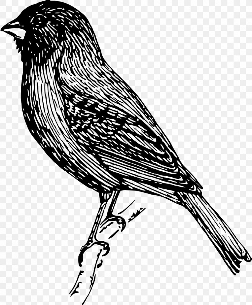 Bird Sparrow Finch Bunting Clip Art, PNG, 827x1000px, Bird, American Sparrows, Art, Beak, Bird Of Prey Download Free