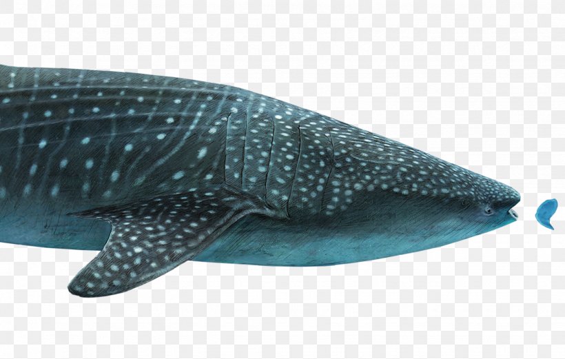 Great White Shark Whale Shark International Shark Attack File Megalodon Png 1536x976px Shark Basking Shark Cartilaginous