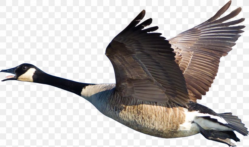 Bird Canada Goose Duck Cygnini, PNG, 1406x833px, Bird, Anatidae, Anseriformes, Beak, Biskas George Download Free