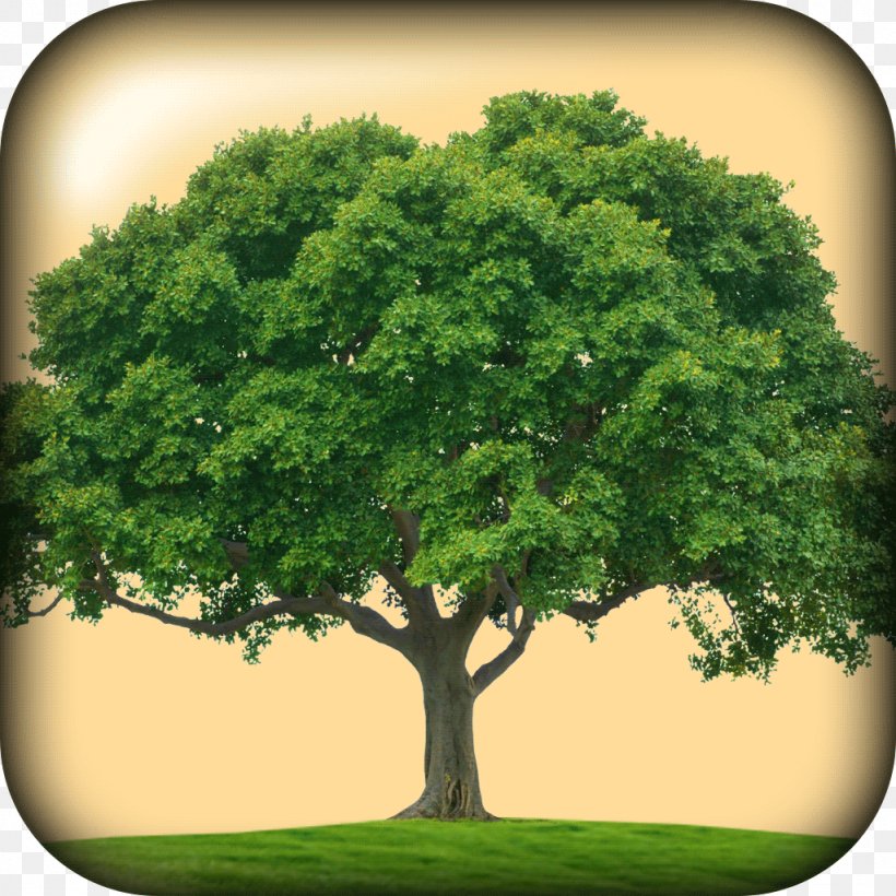 Ojai Trees Arbor Day Oak Park Organization, PNG, 1024x1024px, Arbor Day, Company, Corporate Social Responsibility, Donation, Grass Download Free