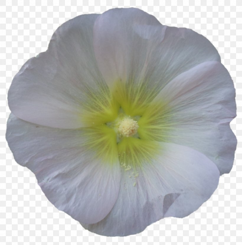 Rosemallows Pansy Herbaceous Plant, PNG, 1087x1101px, Rosemallows, Flower, Flowering Plant, Herbaceous Plant, Hibiscus Download Free