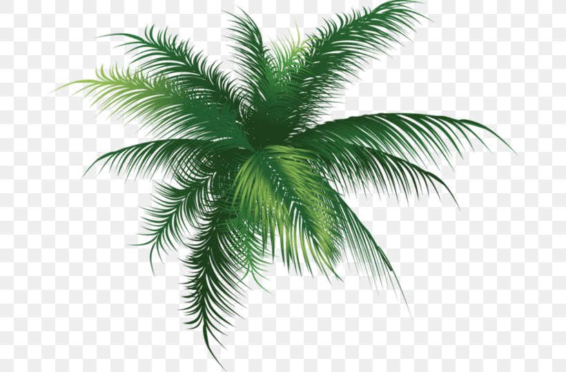 Babassu Clip Art Palm Trees Leaf, PNG, 684x539px, Babassu, Arecales, Attalea Speciosa, Borassus Flabellifer, Branch Download Free