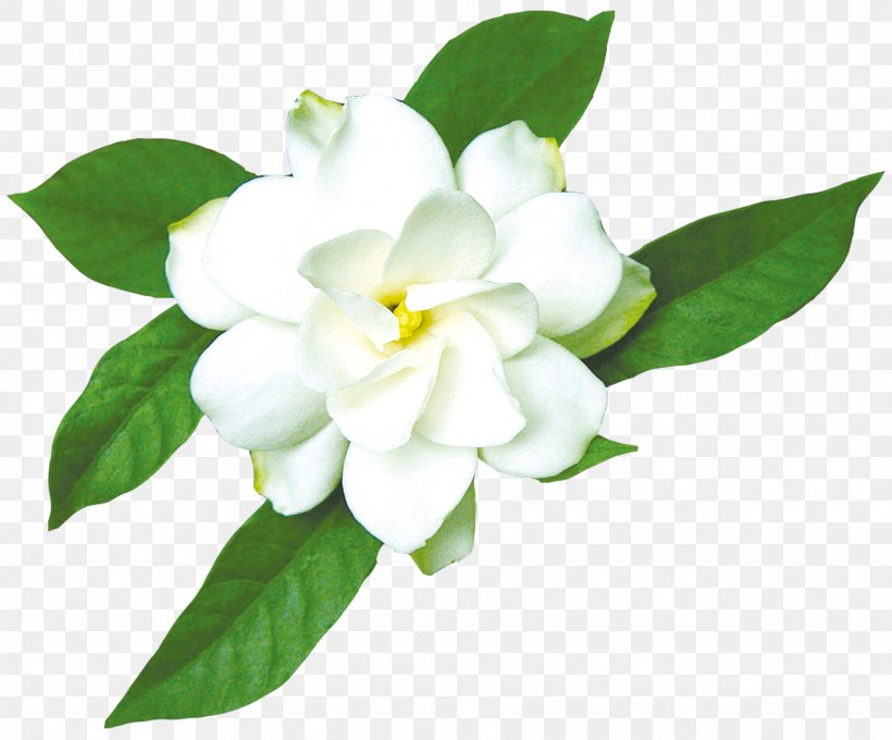 Cape Jasmine Gardenia Taitensis, PNG, 1768x1468px, Arabian Jasmine, Cape Jasmine, Color, Essential Oil, Floral Design Download Free