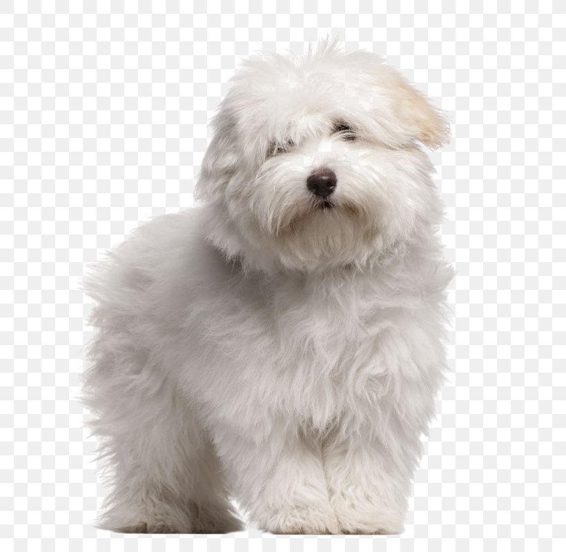 Coton De Tulear Toliara Puppy Maltese Dog Bolognese Dog, PNG, 640x800px, Coton De Tulear, Bichon, Bolognese, Bolognese Dog, Bolonka Download Free