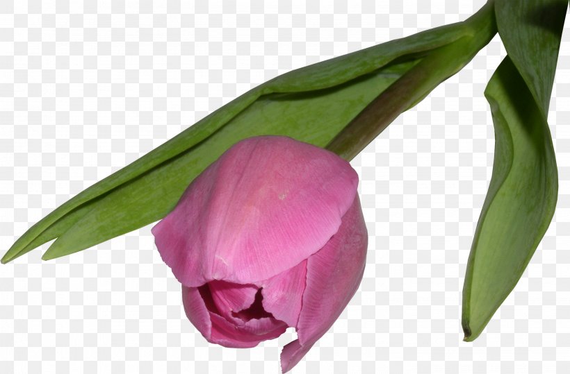 Flower Bouquet Tulip, PNG, 2837x1867px, Flower, Black Tulip, Bud, Cut Flowers, Digital Image Download Free