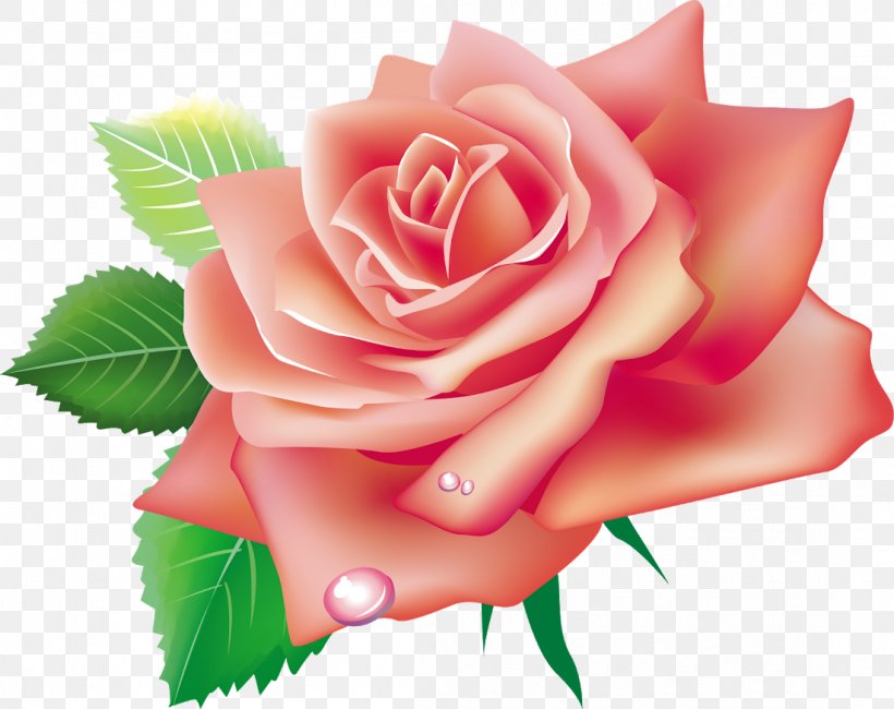 Garden Roses Pink Flowers Clip Art, PNG, 1101x873px, Rose, China Rose, Close Up, Cut Flowers, Floral Design Download Free