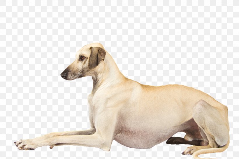 Lurcher Sloughi Polish Greyhound Mudhol Hound, PNG, 838x559px, Lurcher, Azawakh, Carnivoran, Chippiparai, Dog Download Free