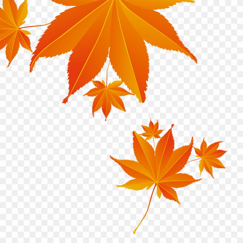 Maple Leaf Autumn Download, PNG, 866x864px, Maple Leaf, Advertising, Autumn, China Unicom, Flower Download Free