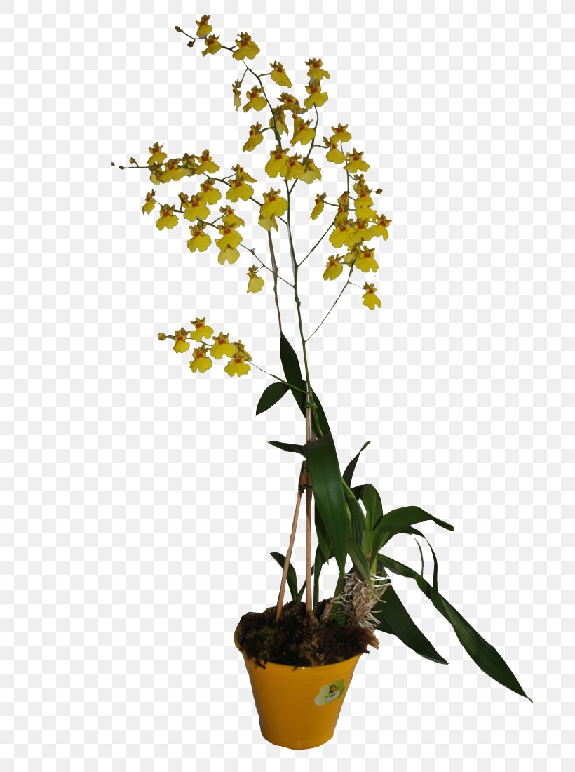 Moth Orchids Dendrobium Flowerpot Houseplant, PNG, 736x1100px, Moth Orchids, Branch, Branching, Dendrobium, Flora Download Free