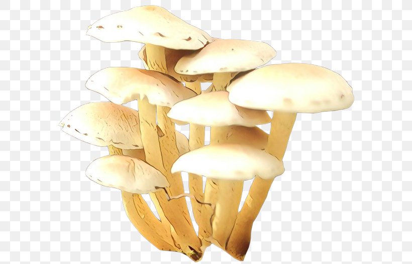 Mushroom Food Image Shiitake, PNG, 600x525px, Mushroom, Agaric, Agaricaceae, Agaricomycetes, Agaricus Download Free