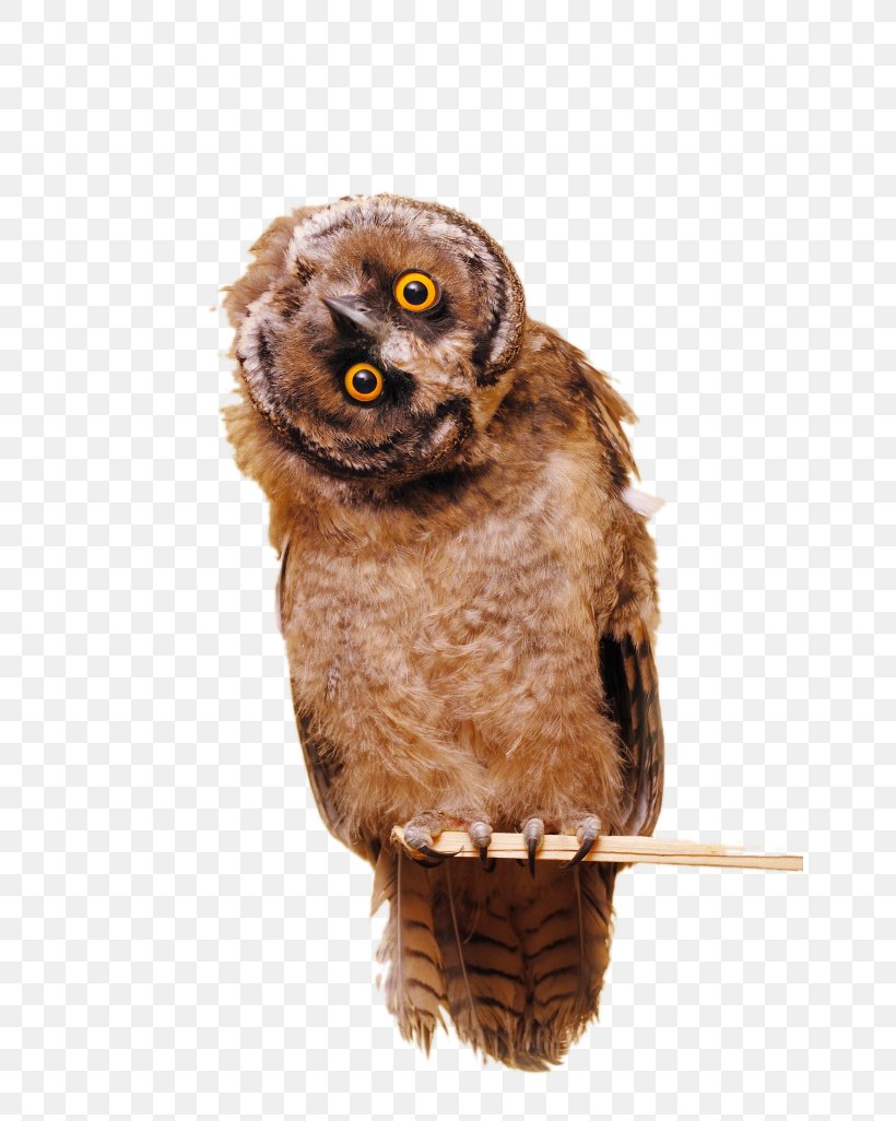 Owl Bird Photography, PNG, 650x1026px, Owl, Animal, Beak, Bird, Bird Of Prey Download Free