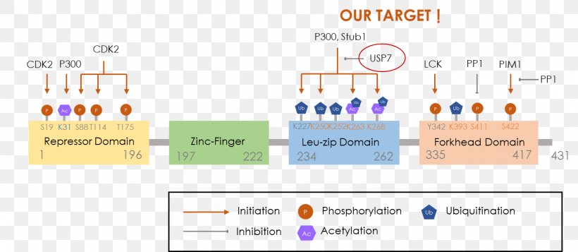 Regulatory T Cell FOXP3 Transcription Factor RAR-related Orphan Receptor Gamma, PNG, 1395x609px, Regulatory T Cell, Autoimmune Disease, Autoimmunity, Brand, Cellular Differentiation Download Free