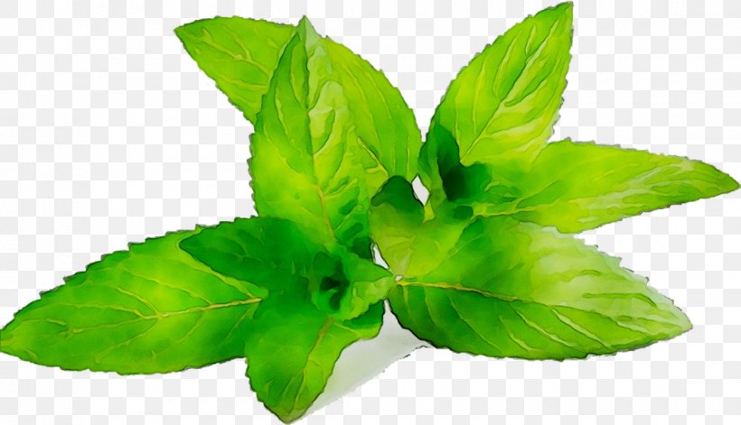 Herbalism Leaf, PNG, 1120x644px, Herbalism, Annual Plant, Basil, Flower, Flowering Plant Download Free