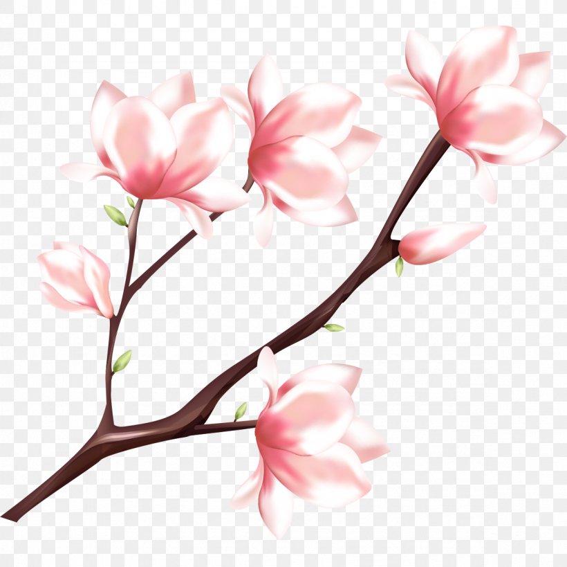 Peach Watercolor Painting, PNG, 1181x1181px, Peach, Blossom, Branch, Cherry Blossom, Drawing Download Free