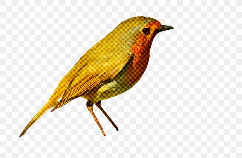 Feather, PNG, 1920x1258px, European Robin, American Robin, Beak, Bird Nest, Birds Download Free