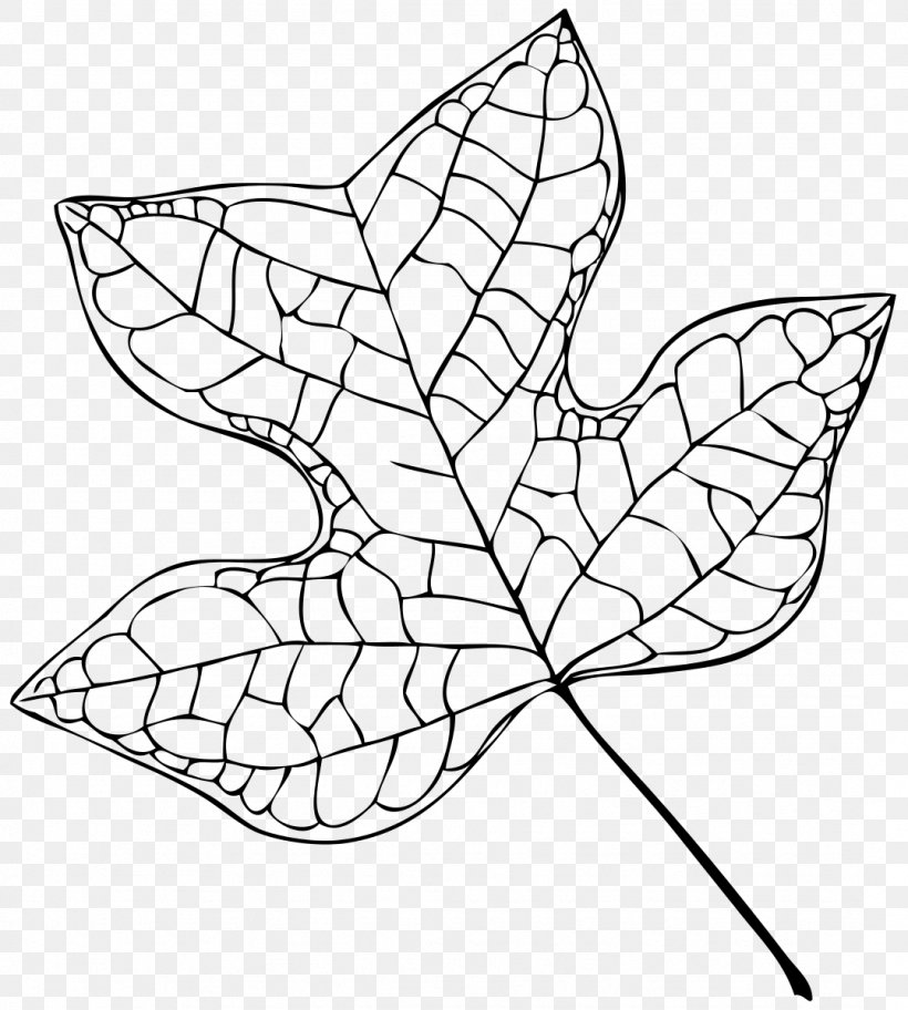 Oak Tree Drawing, PNG, 1077x1198px, Tulip Tree, African Tuliptree, Blackandwhite, Coloring Book, Cottonwood Download Free