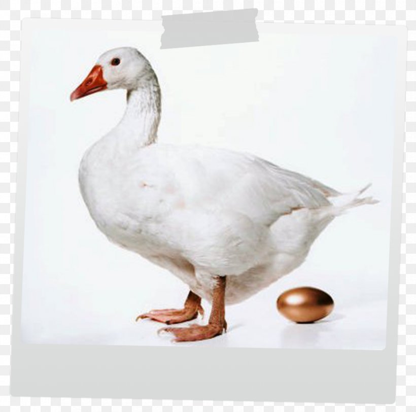 The Goose That Laid The Golden Eggs Duck Greylag Goose Roast Goose, PNG, 928x919px, Goose, Beak, Bird, Branta, Canada Goose Download Free
