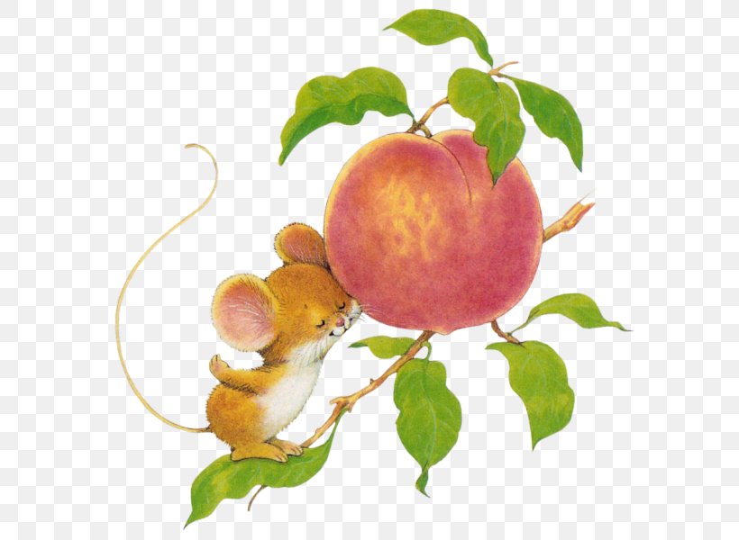 Apricot Peach Apple Food Still Life Photography, PNG, 595x600px, Apricot, Apple, Art, Branch, Cartoon Download Free