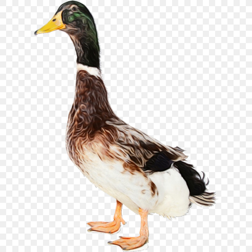 Bird Duck Beak Water Bird Ducks, Geese And Swans, PNG, 600x820px, Watercolor, American Black Duck, Beak, Bird, Duck Download Free