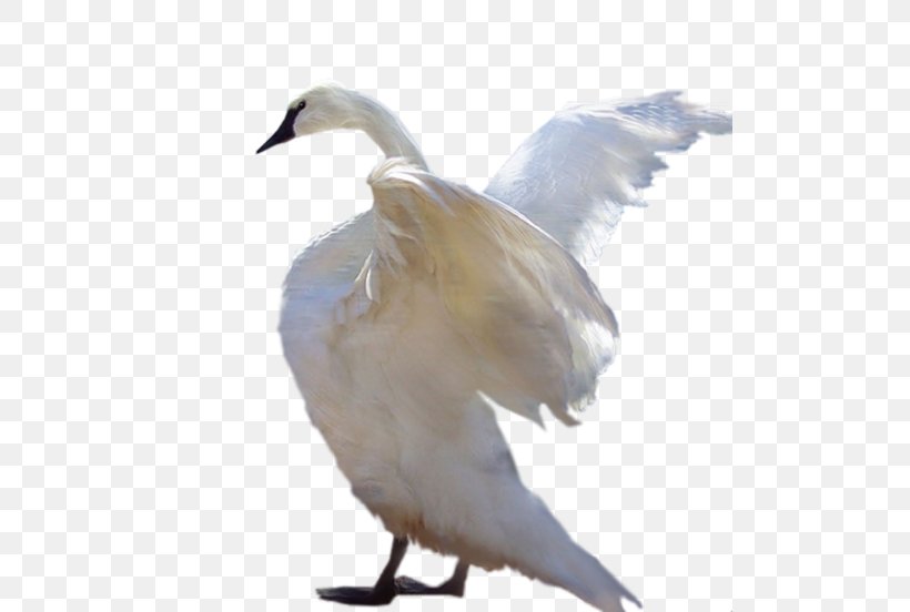 Cygnini Bird White Swan Duck Clip Art, PNG, 500x552px, Cygnini, Animal, Beak, Bird, Digital Image Download Free