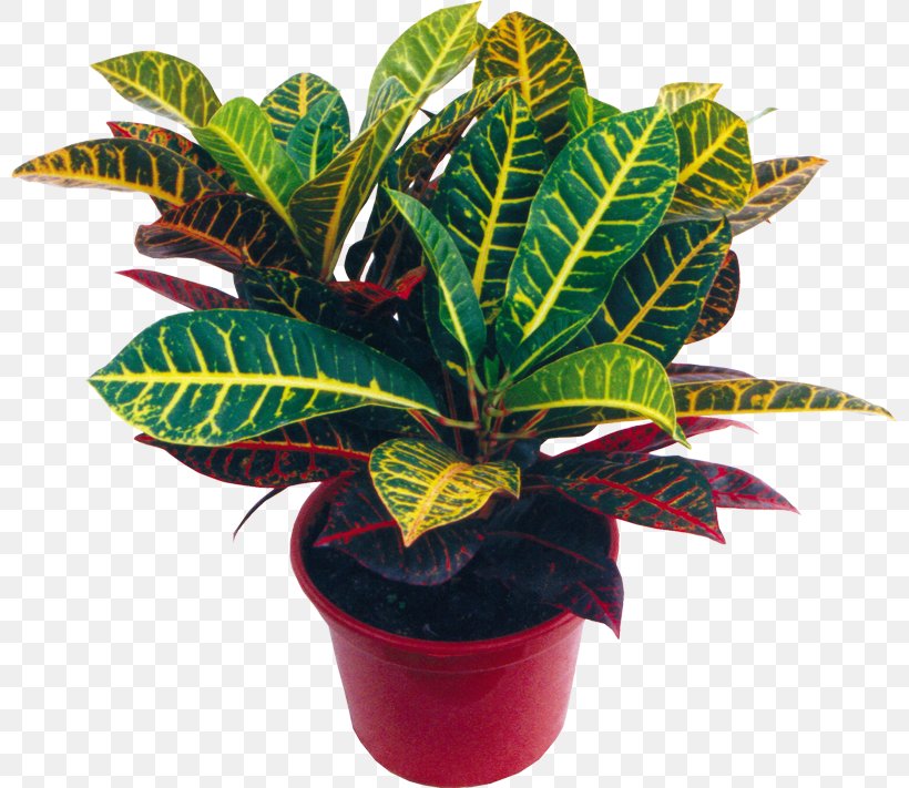 Houseplant Flowerpot Garden Croton Chinese Evergreen, PNG, 800x711px, Houseplant, Advertising, Aphelandra Squarrosa, Arrowroot Family, Begonia Download Free