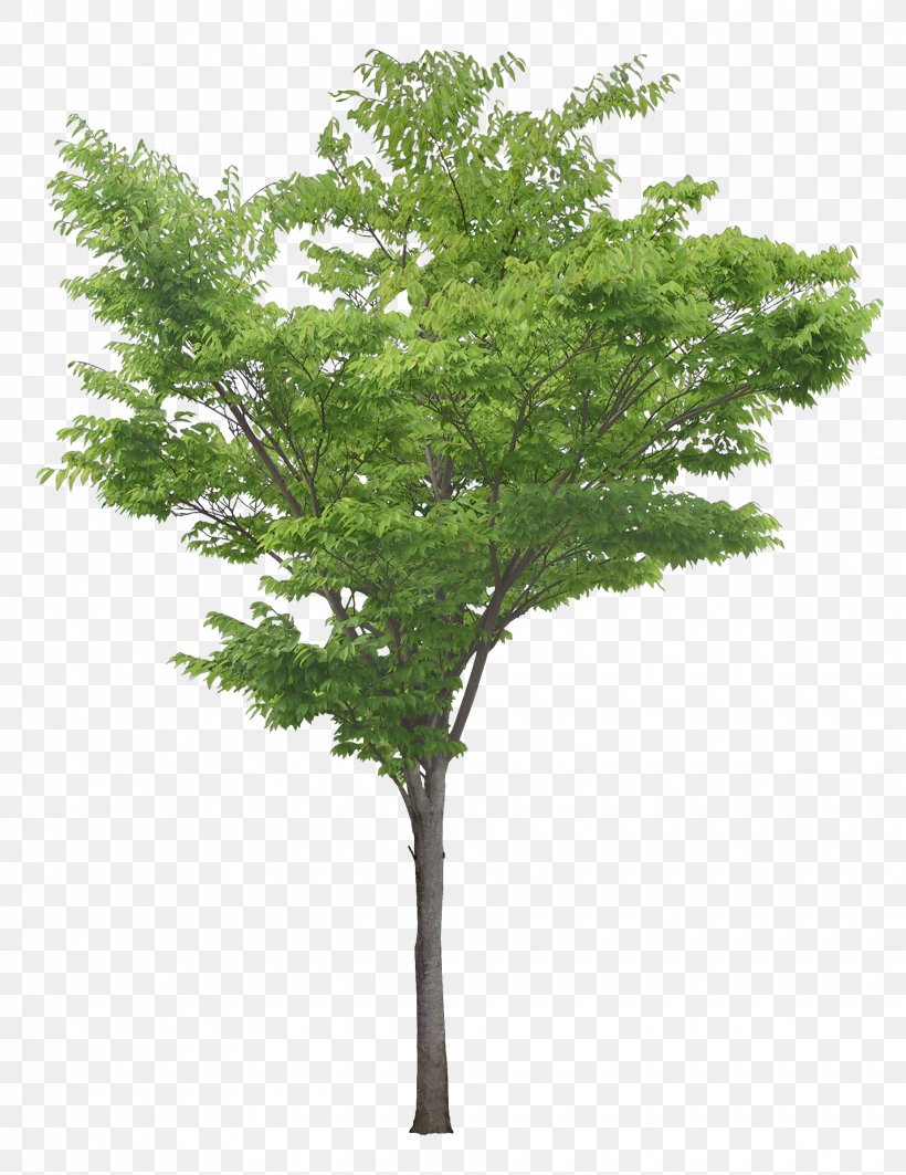 Populus Nigra Tree Clip Art, PNG, 1850x2400px, Populus Nigra, Branch, Cottonwood, Grass, Layers Download Free