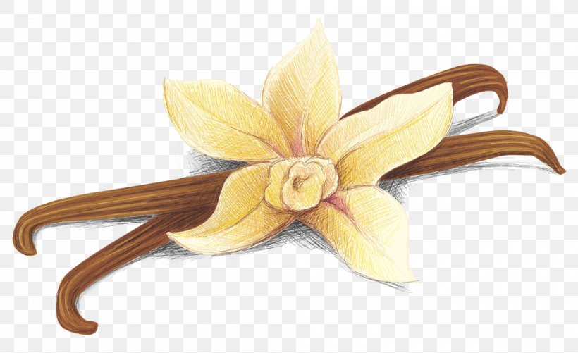 Vanilla Stock Photography Clip Art, PNG, 1000x612px, Vanilla, Can Stock Photo, Cut Flowers, Drawing, Flavor Download Free