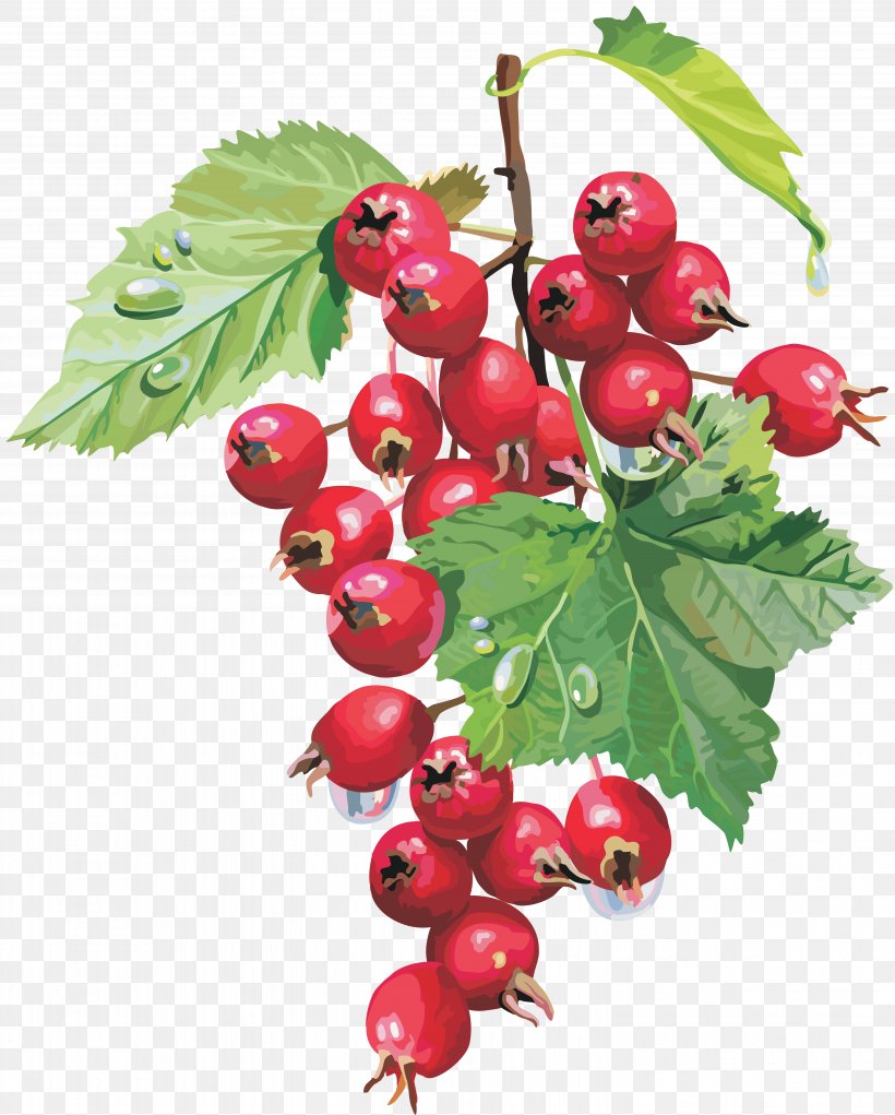 Berry Herb Food Therapy Neurosis, PNG, 5991x7464px, Berry, Author, Bilberry, Branch, Cherry Download Free