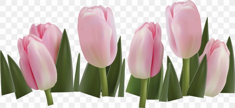 Border Flowers Tulip Floral Design Clip Art, PNG, 6235x2888px, Border Flowers, Cut Flowers, Floral Design, Flower, Flowering Plant Download Free