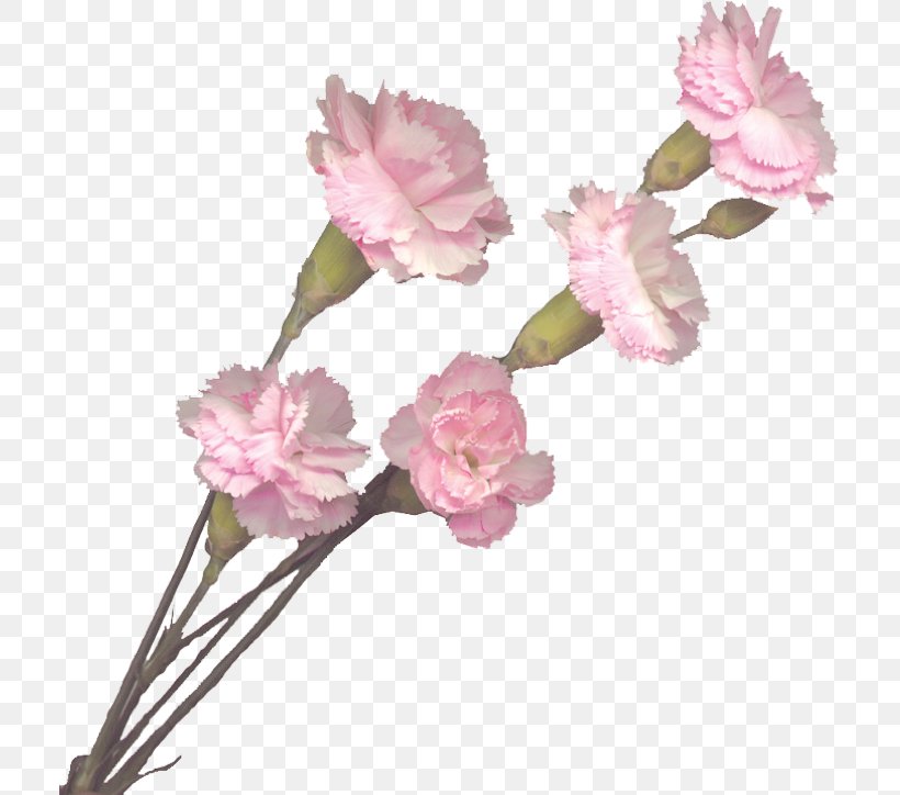 Carnation Pink Flowers Cut Flowers, PNG, 711x724px, Carnation, Blossom, Branch, Bud, Cherry Blossom Download Free
