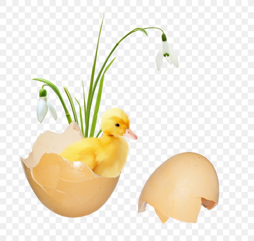 Duck Cygnini Bird Goose Egg, PNG, 800x778px, Duck, Animal, Beak, Bird, Cygnini Download Free