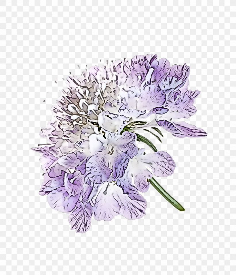 Lavender, PNG, 1238x1440px, Cut Flowers, Biology, Flower, Lavender, Petal Download Free