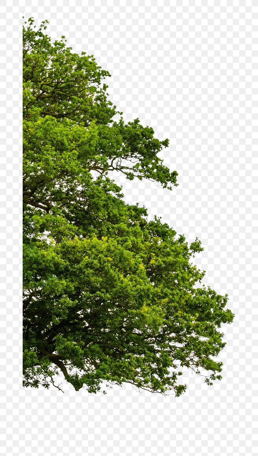 Tree Stock Photography Ulmus Minor Illustration, PNG, 676x1450px, Tree, Branch, Deciduous, Elm, Evergreen Download Free