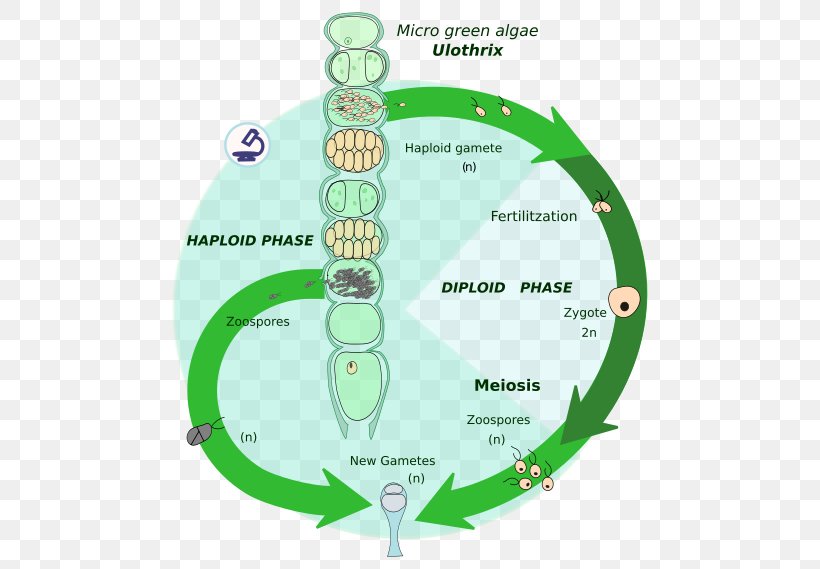 Biological Life Cycle Ploidy Algae Biology Célula Diploide, PNG, 500x569px, Biological Life Cycle, Algae, Area, Biology, Diagram Download Free