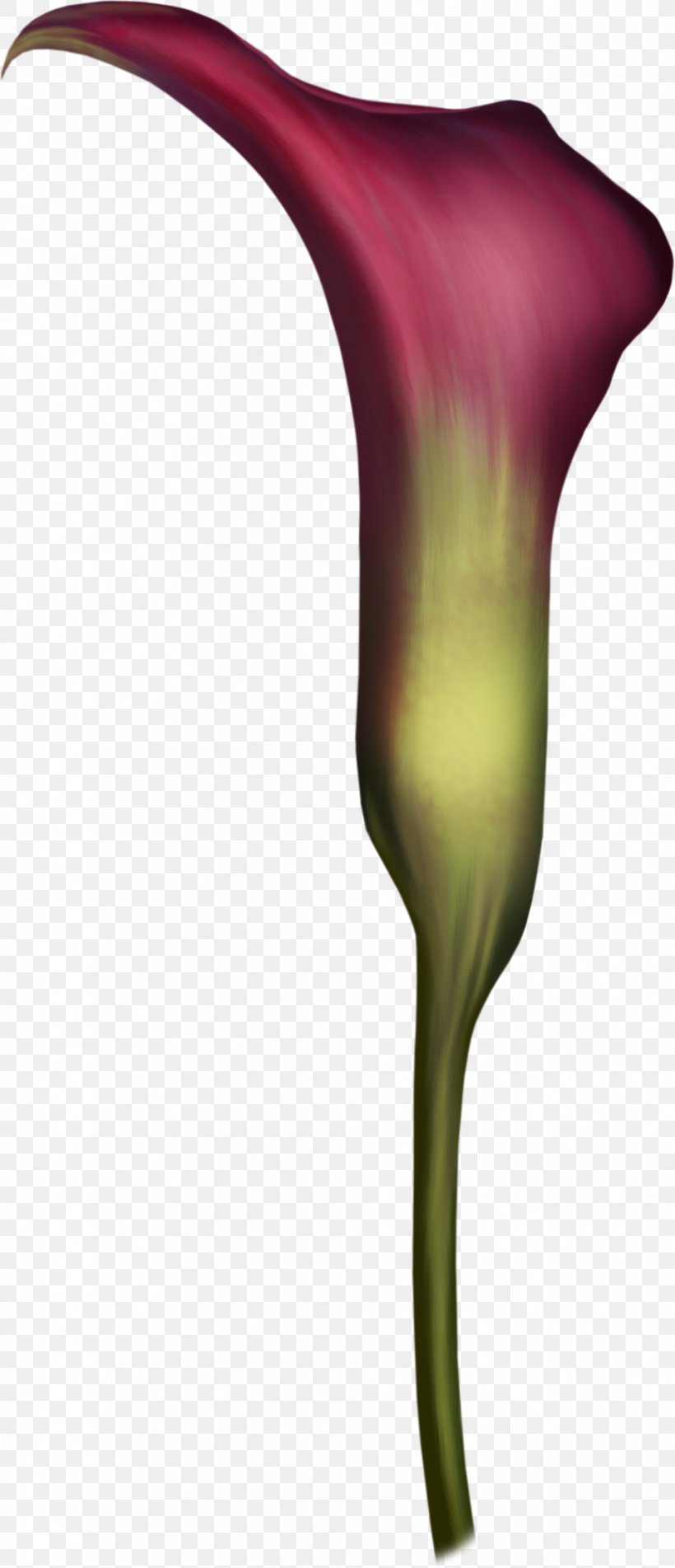 Flowering Plant Petal Plant Stem, PNG, 957x2222px, Flower, Arum, Flora, Flowering Plant, Petal Download Free