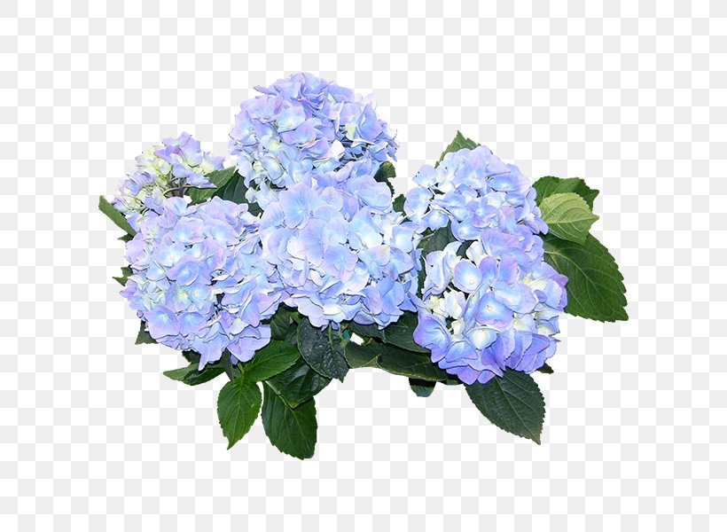 Hydrangea Download, PNG, 600x600px, 3d Computer Graphics, Hydrangea, Annual Plant, Artificial Flower, Blue Download Free