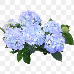 Green Plants - Hydrangea Download PNG