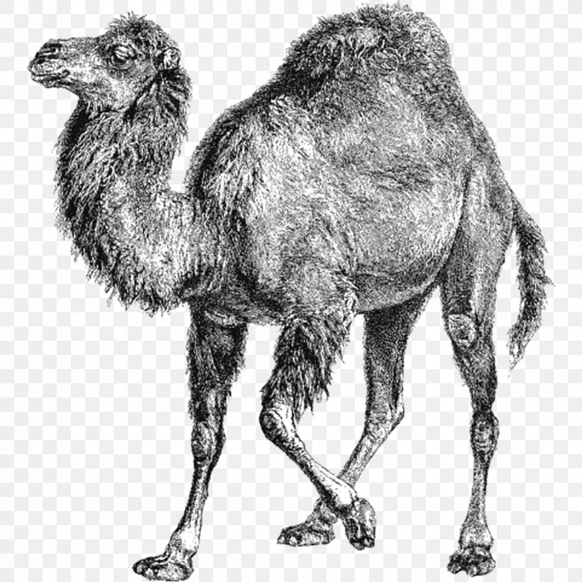 Perl 6 Programming Language Programmer, PNG, 1200x1200px, Perl, Arabian Camel, Basic, Black And White, Camel Download Free