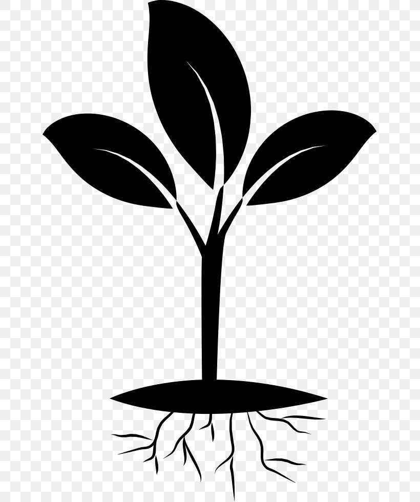 Plant Eastern Black Walnut Seedling Rose, PNG, 653x980px, Plant, Artwork, Black And White, Branch, Bulb Download Free